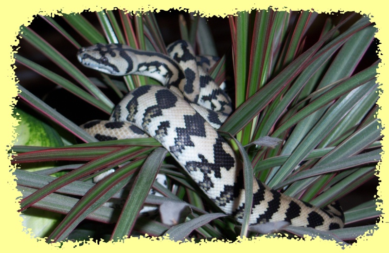 Morelia spilota Mcdow > mode house on C710