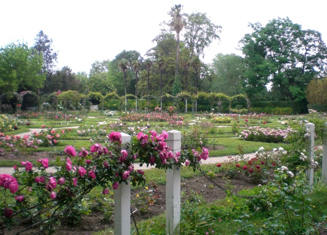 La Roseraie du Parc Borély (qqp vers le sud) Cimg1510