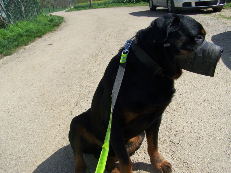 Appollo, rotweiller de 3 ans - Page 3 100_0915