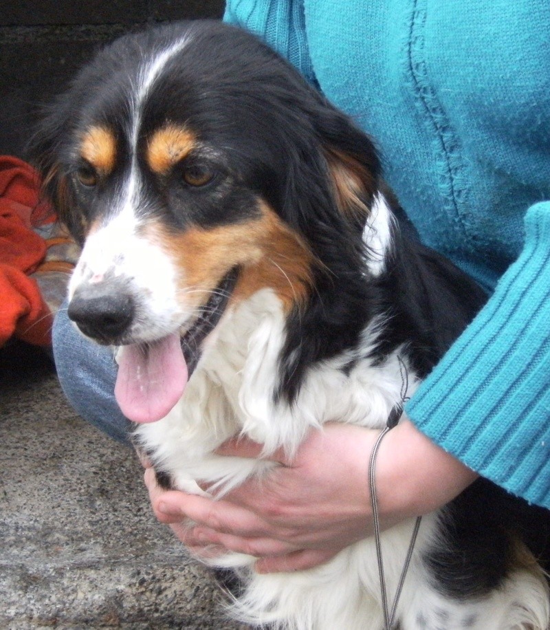 [adoptée] MILADY, x border collie tricolore, 3 ans env (50) Milady10