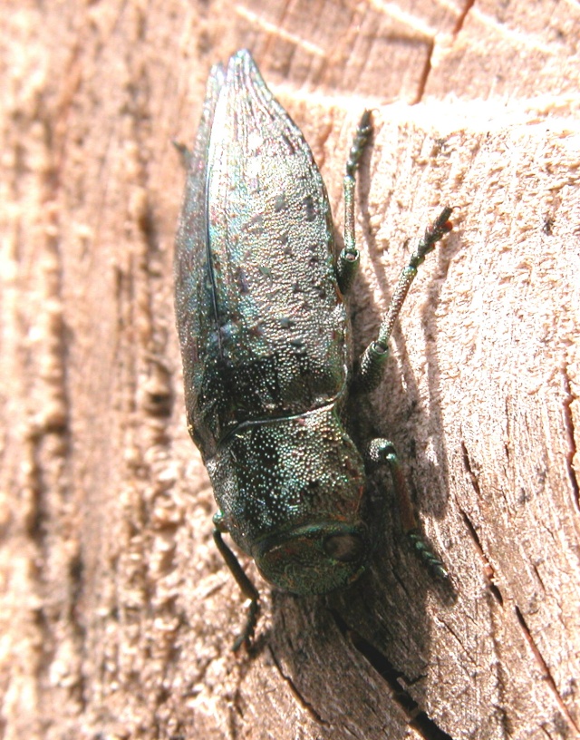 [Dicerca berolinensis], Fontainebleau F77 Dscn1310