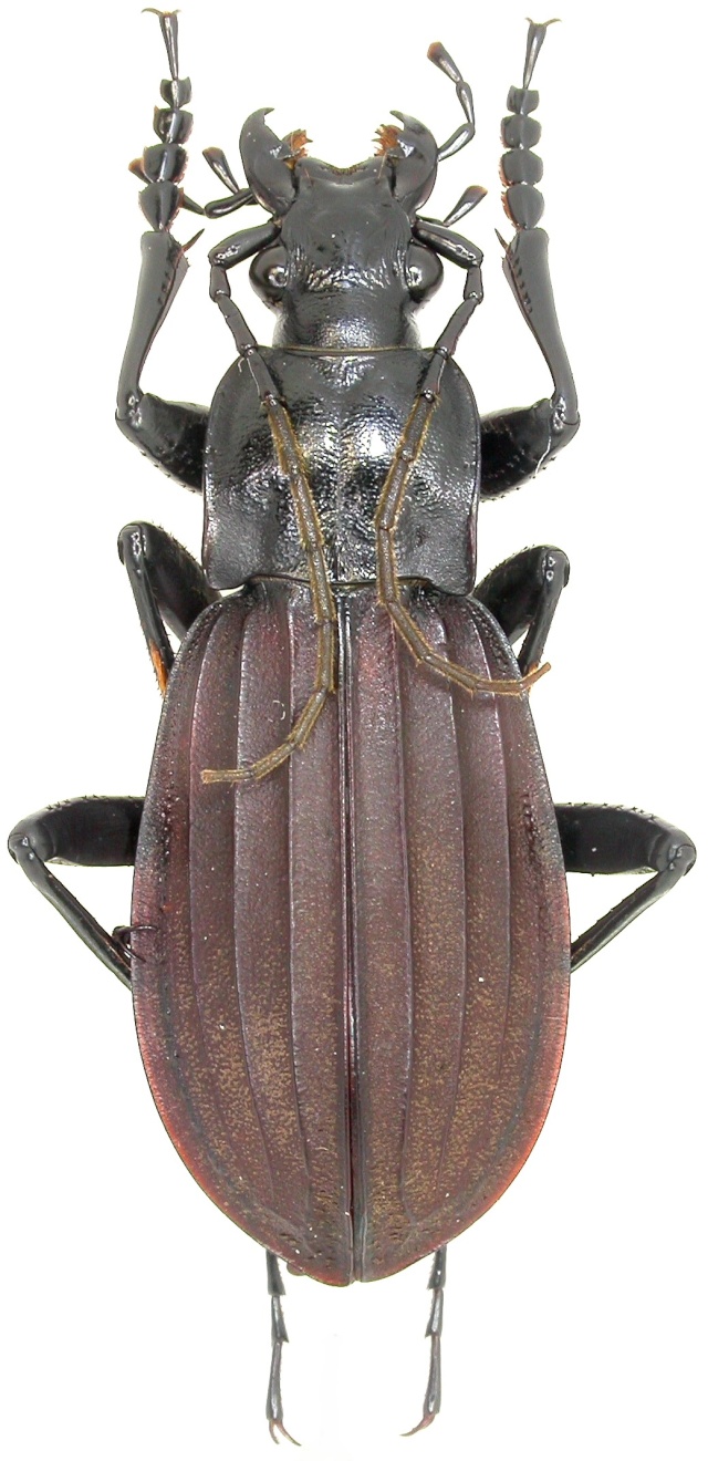 [C.(Aulonocarabus) canaliculatus rufinus] CHINE Dscn1410