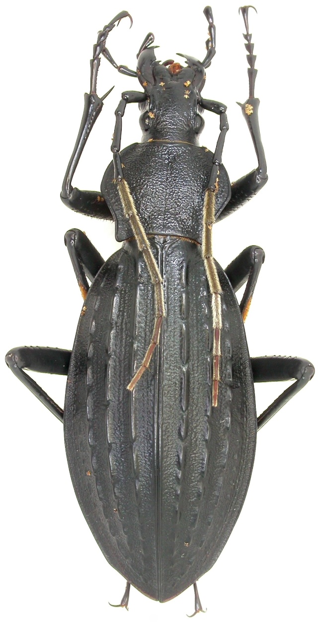 [C.(Apotomopterus) beuningianus]  Chine Dscn1610