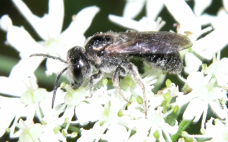 Abeille noire de Verrières F-91, Adrena pilipes ? Dscn1811