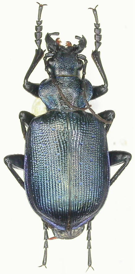 Calosoma inquisitor punctiventre, Grèce Dscn3312