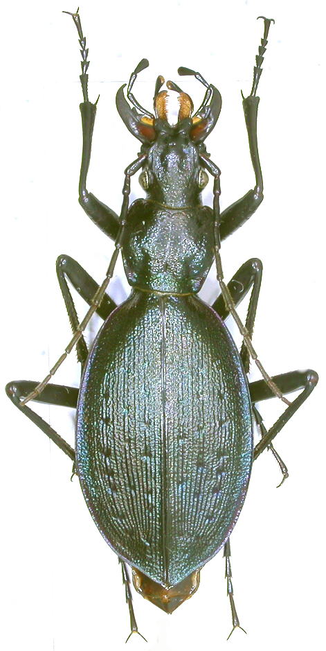 [C.(Platycarabus) creutzeri], Postojna ( Slovénie )  Dscn7914