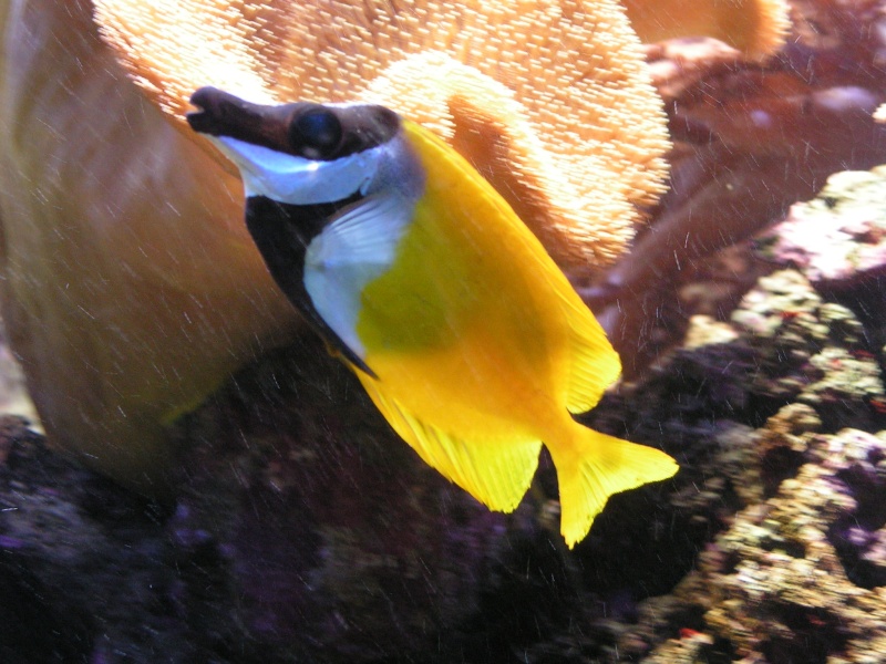 aquarium de vannes Pict0115