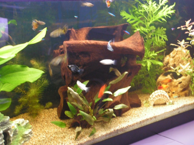mon aquarium Pict2324