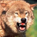 район трущоб Rabid_10