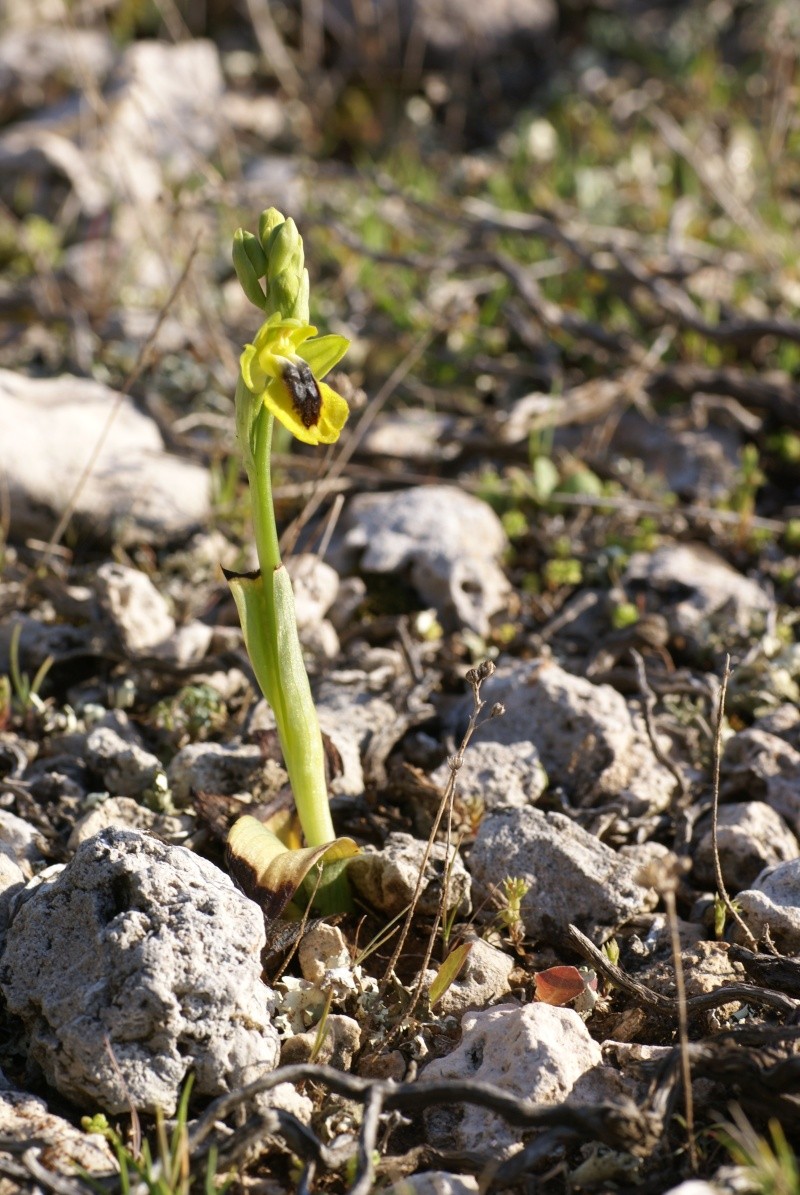 Ophrys (Pseudophrys) lutea ( Ophrys jaune ) Dsc02517
