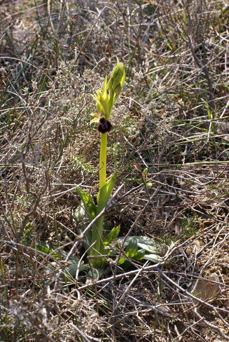 Ophrys provincialis type "barreau de chaise" Dsc02526