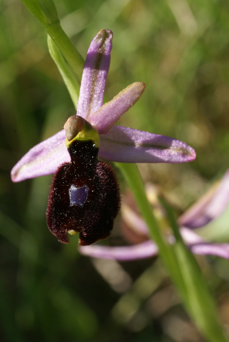 Ophrys aurelia vs drumana: identification Dsc02813