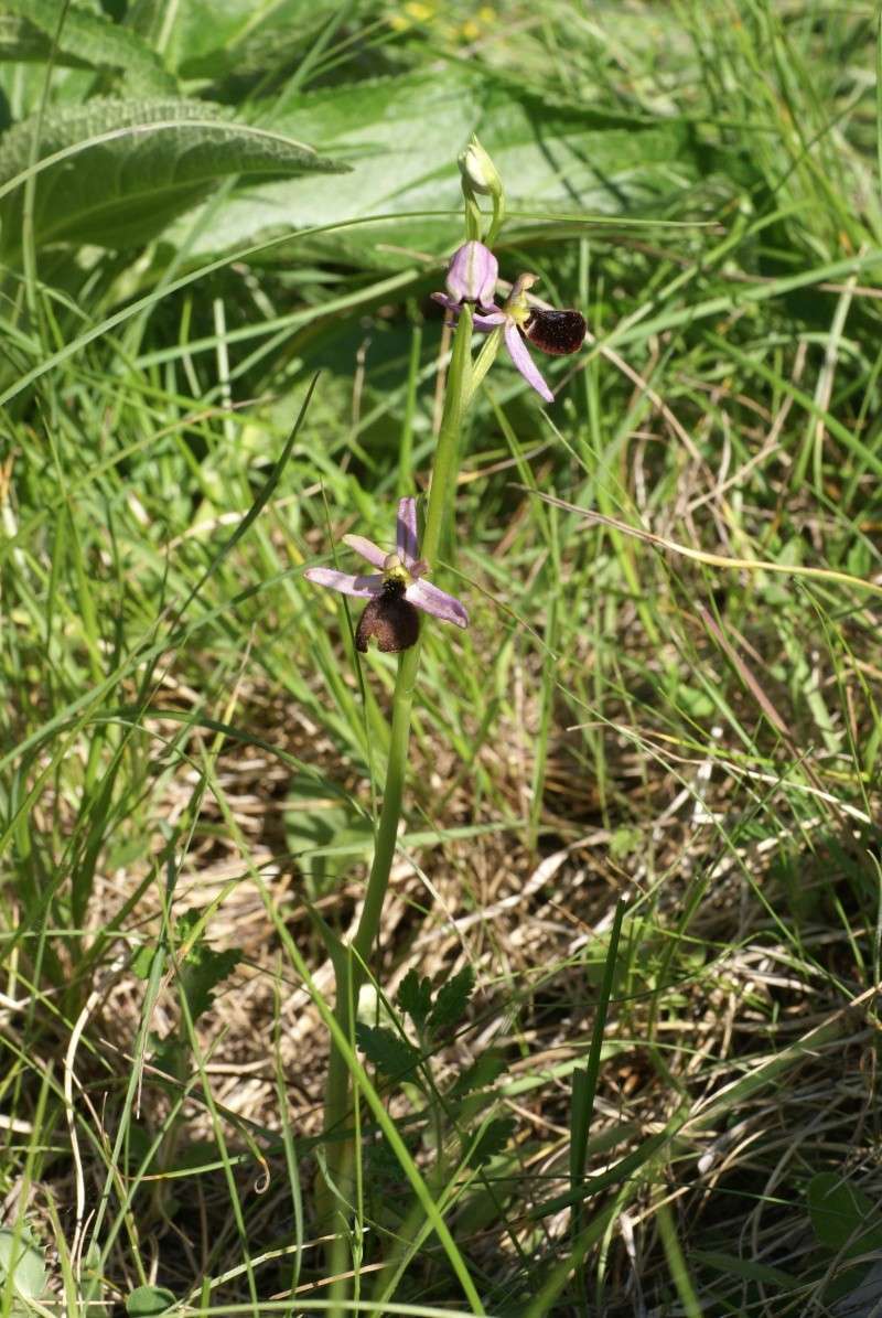 Ophrys aurelia vs drumana: identification Dsc02814