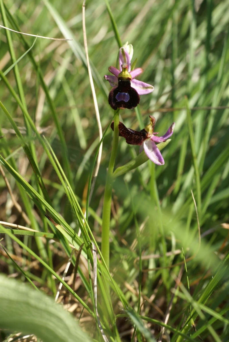 Ophrys aurelia vs drumana: identification Dsc02817