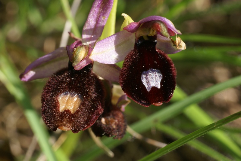 Ophrys aurelia vs drumana: identification Dsc02818