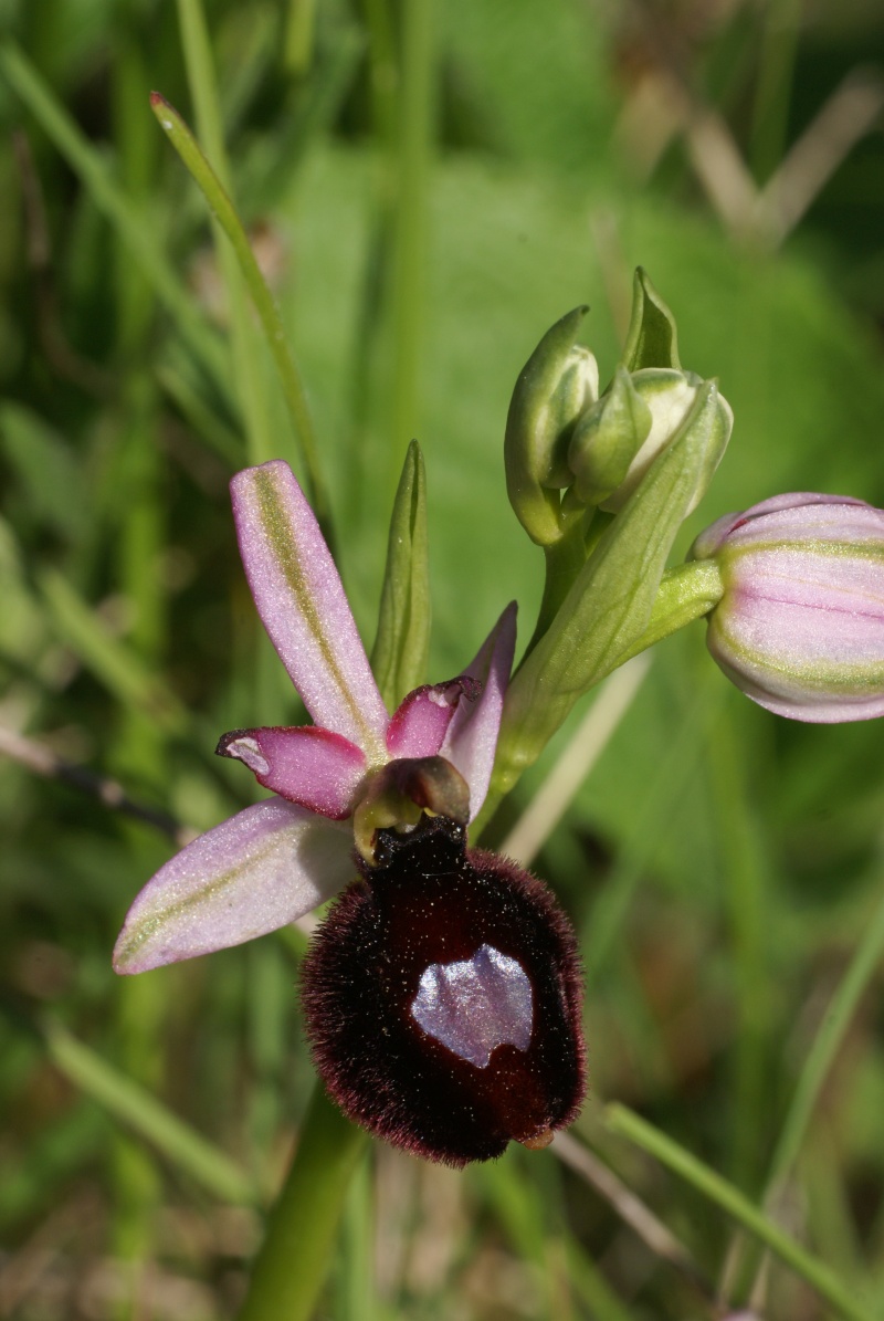 Ophrys aurelia vs drumana: identification Dsc02819