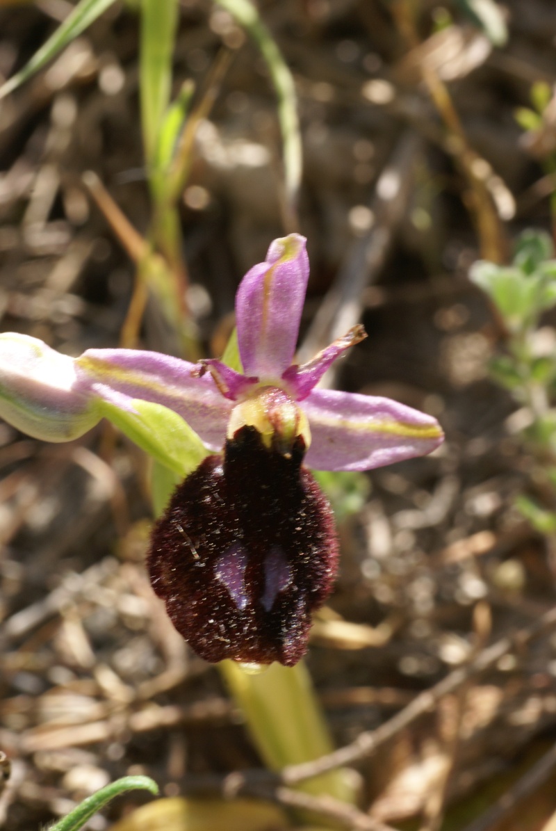 Ophrys aurelia vs drumana: identification Dsc02821