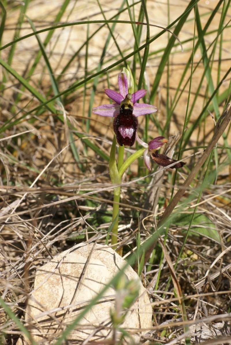 Ophrys aurelia vs drumana: identification Dsc02822