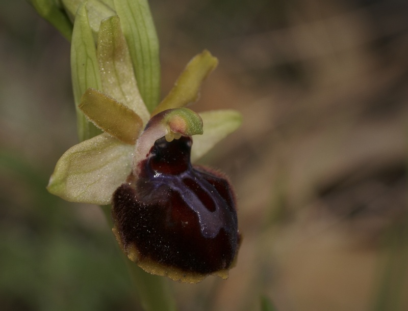 Ophrys passionis Ophrys22