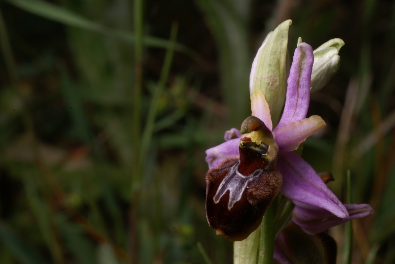 Petites dernières (scolopax, splendida) Ophrys27