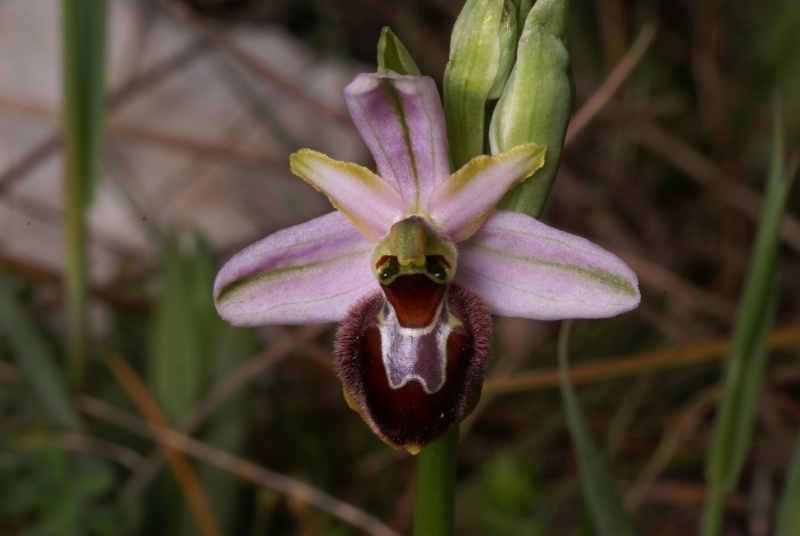 Petites dernières (scolopax, splendida) Ophrys29