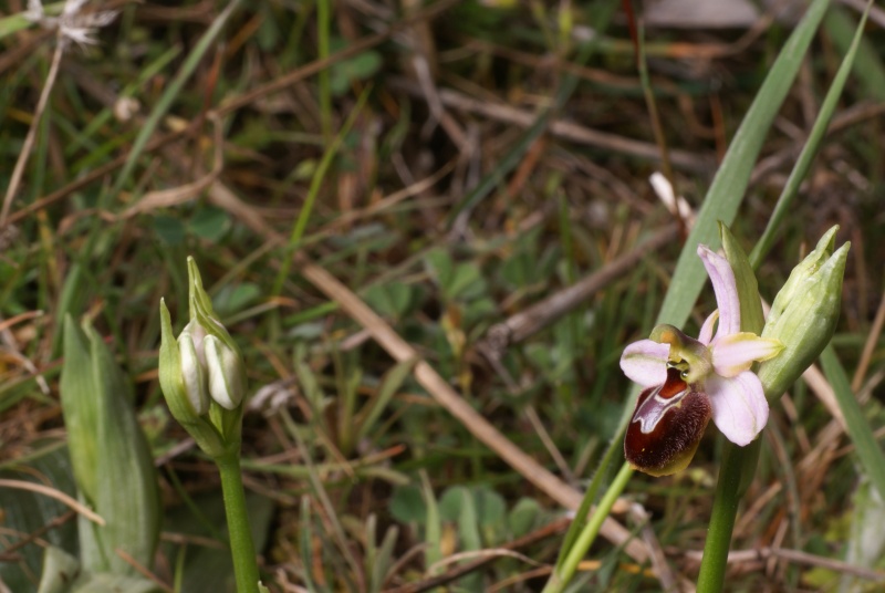 Petites dernières (scolopax, splendida) Ophrys30