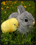 Animaux