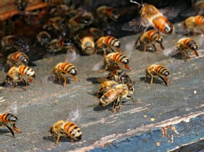Massenhaftes Bienensterben wird untersucht 59246610