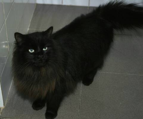 trouvé à la Salvetat chat noir poils longs