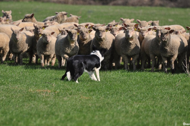 photos - Concours photos : " Attitude au travail sur troupeaux d'ovins " - Page 2 Toon_s10