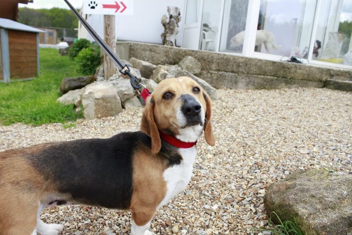 BARACA, croisé basset artésien normand / beagle femelle, 5 ans (72) 31985910