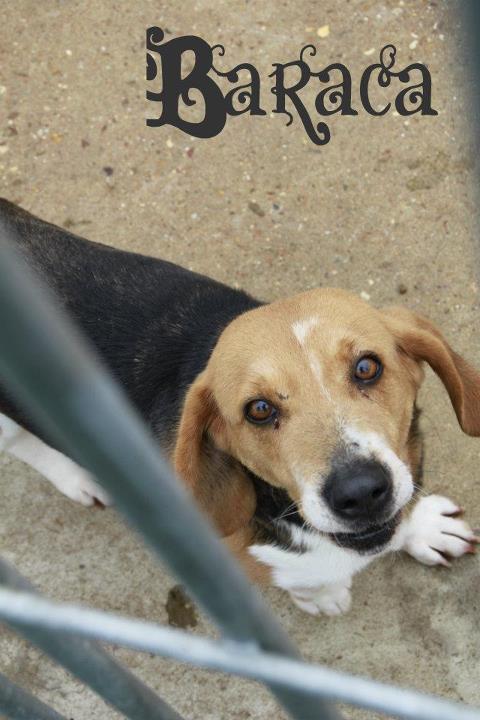 BARACA, croisé basset artésien normand / beagle femelle, 5 ans (72) 42599010