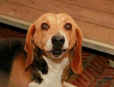 BARACA, croisé basset artésien normand / beagle femelle, 5 ans (72) 42600410