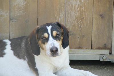 GORAN, croisé épagneul breton / beagle mâle, 10 mois (72) 53427210