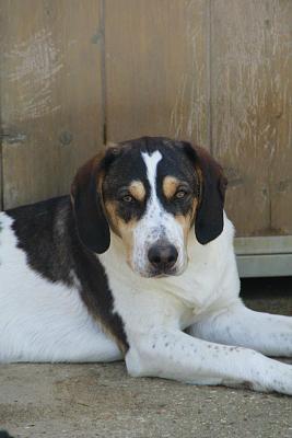 GORAN, croisé épagneul breton / beagle mâle, 10 mois (72) 54308710