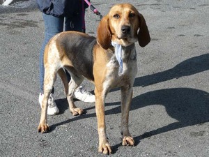 ELFY, croisée beagle femelle, 5 ans (49) Anm_ph10