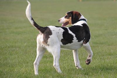 GORAN, croisé épagneul breton / beagle mâle, 10 mois (72) Goran_11