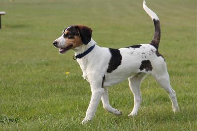 GORAN, croisé épagneul breton / beagle mâle, 10 mois (72) Goran_12