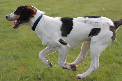 GORAN, croisé épagneul breton / beagle mâle, 10 mois (72) Goran_13