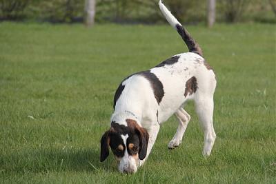 GORAN, croisé épagneul breton / beagle mâle, 10 mois (72) Goran_14