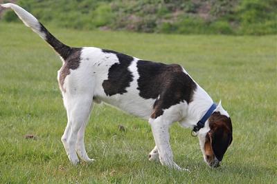 GORAN, croisé épagneul breton / beagle mâle, 10 mois (72) Goran_15