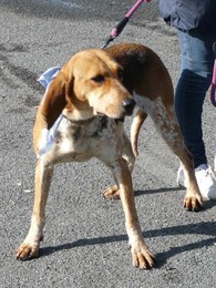 ELFY, croisée beagle femelle, 5 ans (49) Imf_co10
