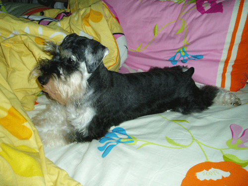 House of Miniature Schnauzers Mikig210