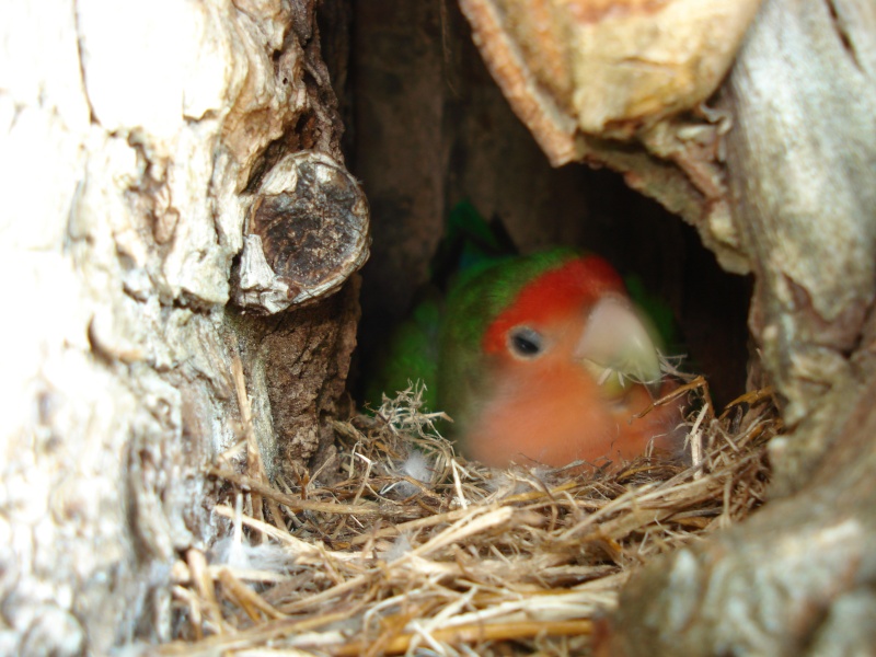 un nouveau nid pour Tuitti.... Dsc01638