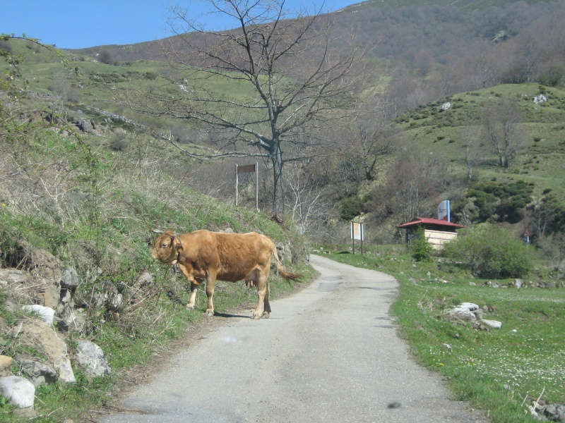 Picos da Europa - Próximo Passeio Transalp - Página 5 Picos_33