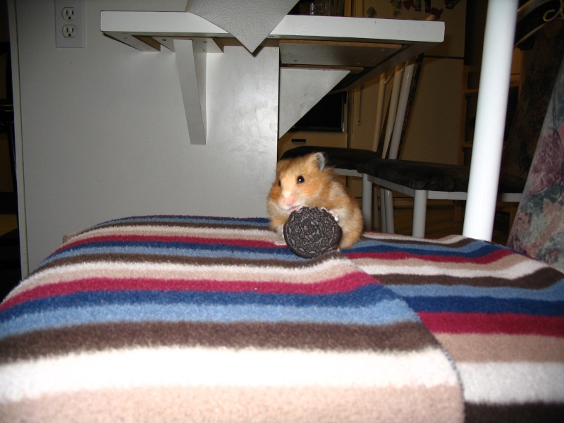 Ma petite experience avec les hamsters Photo_11