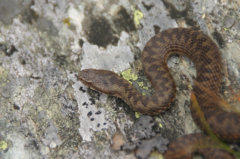 Vipera berus in Austria 146_4611