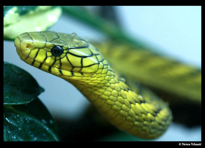 Atheris, Bitis, Crotalus, Dendroaspis... Nv_1911