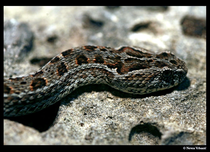 Atheris, Bitis, Crotalus, Dendroaspis... Nv_211