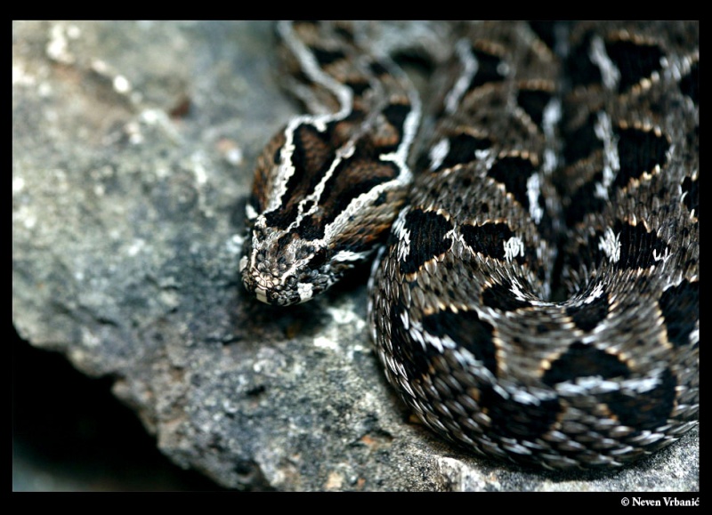 Atheris, Bitis, Crotalus, Dendroaspis... Nv_2212